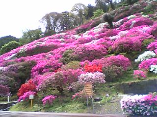 b0045281_8511612.jpg