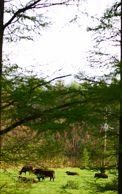 c0032494_1110335.jpg