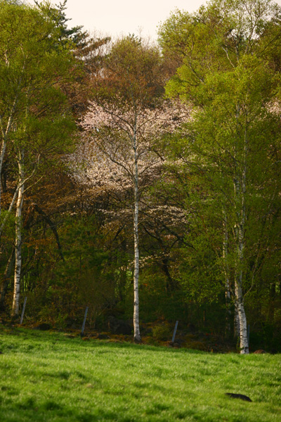 c0032494_11401485.jpg