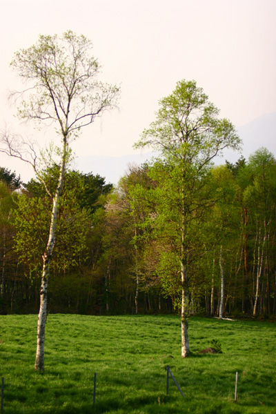 c0032494_11403141.jpg