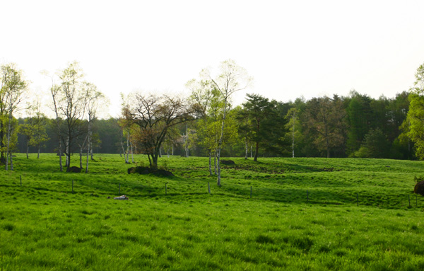 c0032494_1141886.jpg