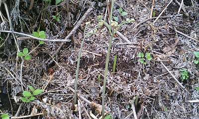 b0051713_21113671.jpg