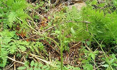 b0051713_2191182.jpg