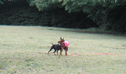c0012571_129161.gif