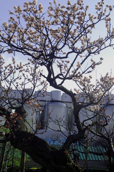 d0034980_2131488.jpg