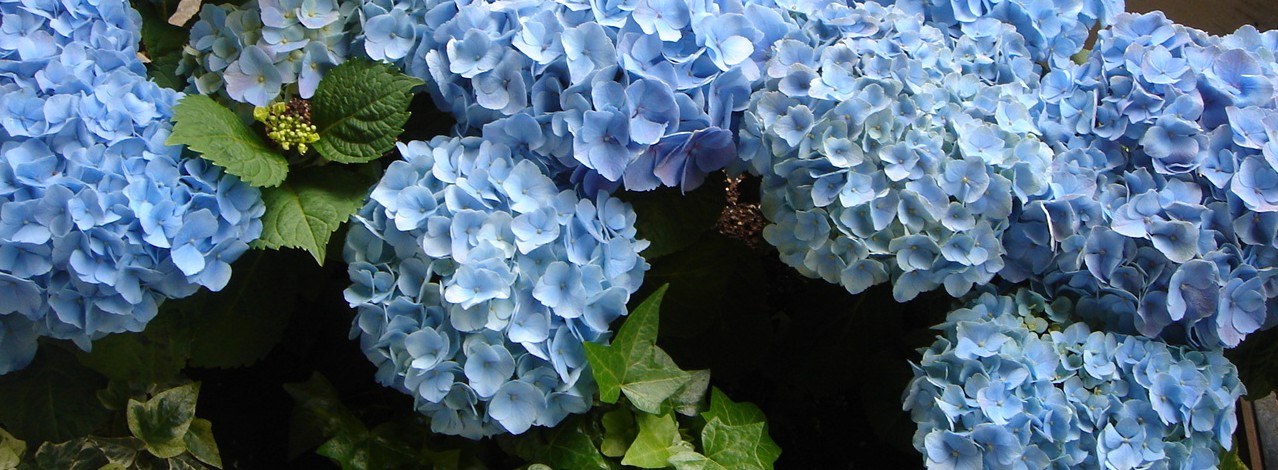 c0041207_1846187.jpg