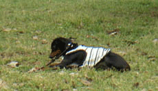c0012571_17341474.gif
