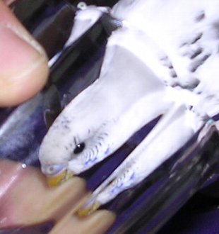 c0054148_137883.jpg