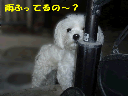 b0060071_2116463.gif