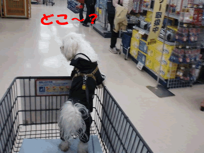 b0060071_21281281.gif