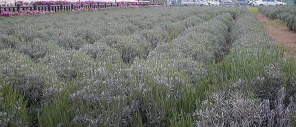 d0014690_1922475.jpg