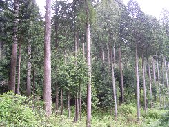 a0004391_10314418.jpg