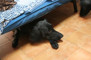 c0050400_15535444.jpg