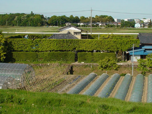 c0000718_1512289.jpg