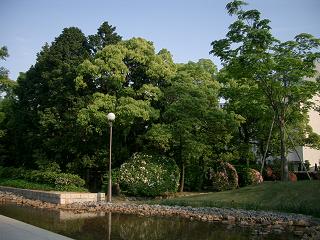 c0005619_059285.jpg