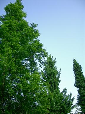 c0005619_059455.jpg