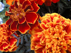 c0022231_21264030.jpg