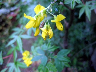 c0033541_12294957.jpg