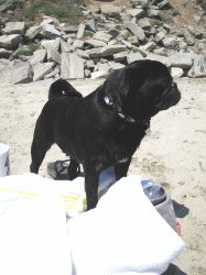 b0035453_19124583.gif