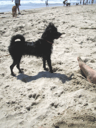 b0035453_1913101.gif