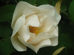 c0032799_157465.jpg