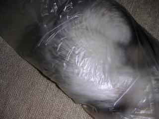 a0018200_19404330.jpg