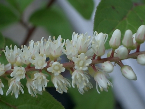 b0052108_8554916.jpg