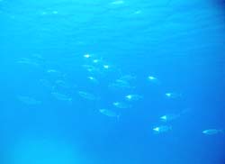 b0062363_20515983.jpg