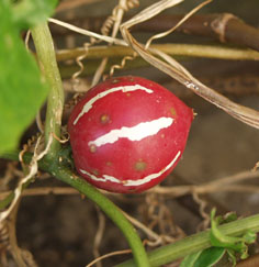 c0068090_8355144.jpg