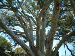 c0060603_046199.jpg
