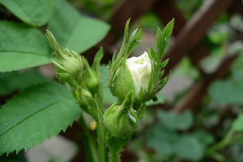 a0034419_8301685.jpg