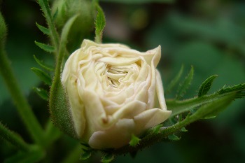 a0034419_830362.jpg