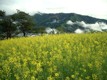 c0043751_11314611.jpg