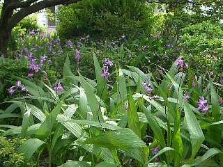 b0061107_100018.jpg