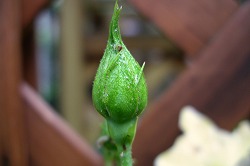 a0034419_8225713.jpg