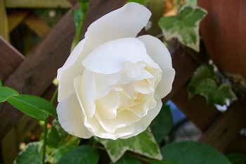a0034419_8242883.jpg