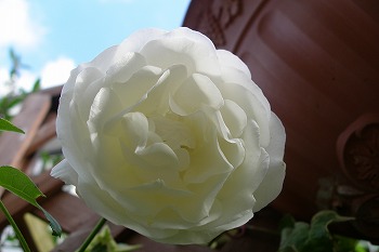a0034419_8245093.jpg