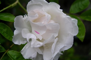 a0034419_8383837.jpg