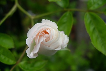 a0034419_838637.jpg
