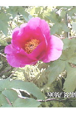 c0011446_015775.jpg