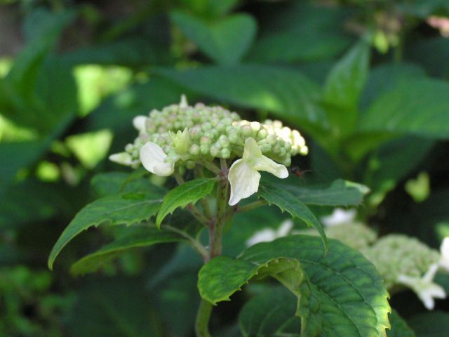 c0042869_22283456.jpg