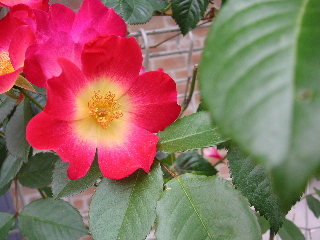 c0027181_0282510.jpg