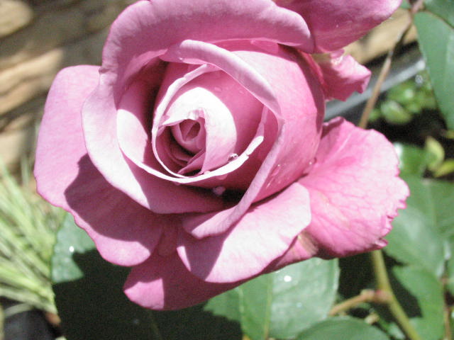 d0049381_2325821.jpg