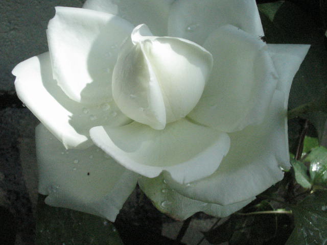 d0049381_311517.jpg