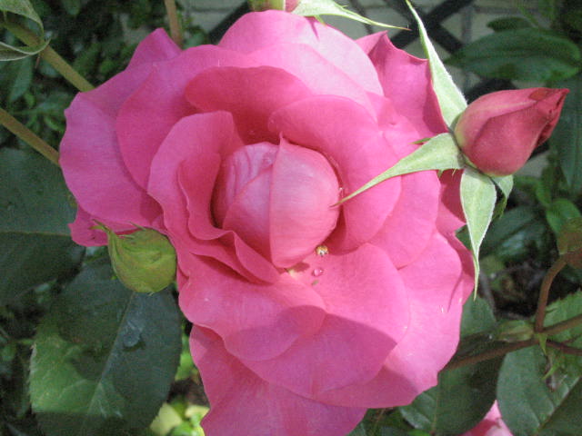d0049381_3121516.jpg