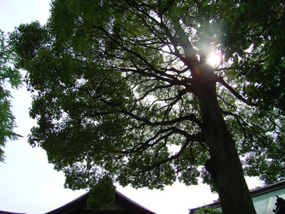 c0070528_221716100.jpg