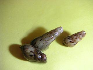 a0018200_18592813.jpg