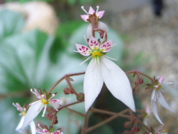 c0056707_14114821.jpg