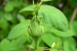 a0034419_10124278.jpg