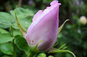 a0034419_10125498.jpg
